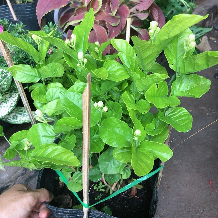 Bụi hoa nhài