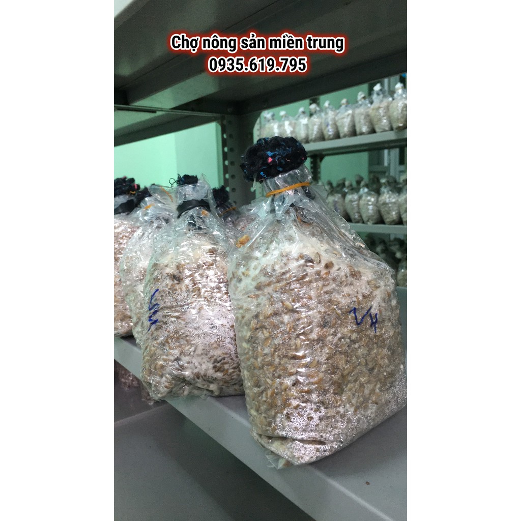 Meo giống nấm rơm [cơ chấc bằng thóc]