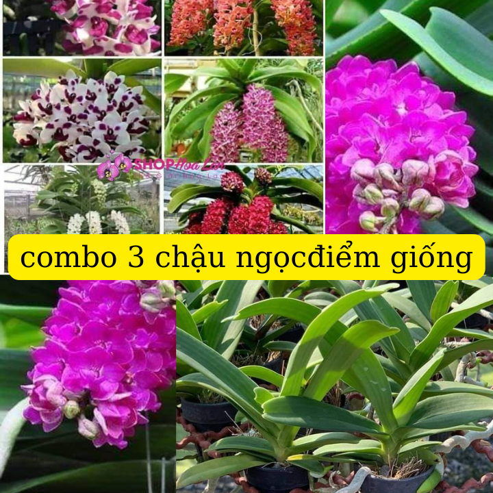 Combo 3 chậu ngọc điểm thái 3 màu size giống 10 tháng tuổi 3 cặp lá rất đẹp