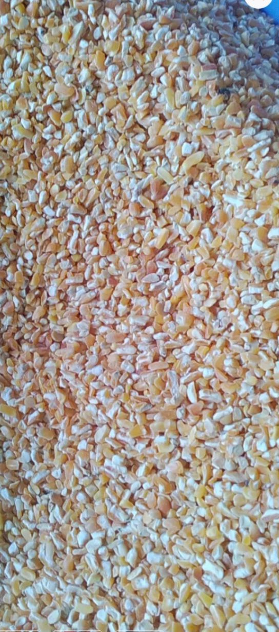 BẮP MỸ LOẠI 1 CHO CHIM, LỢN, GÀ, VỊT... túi 1kg