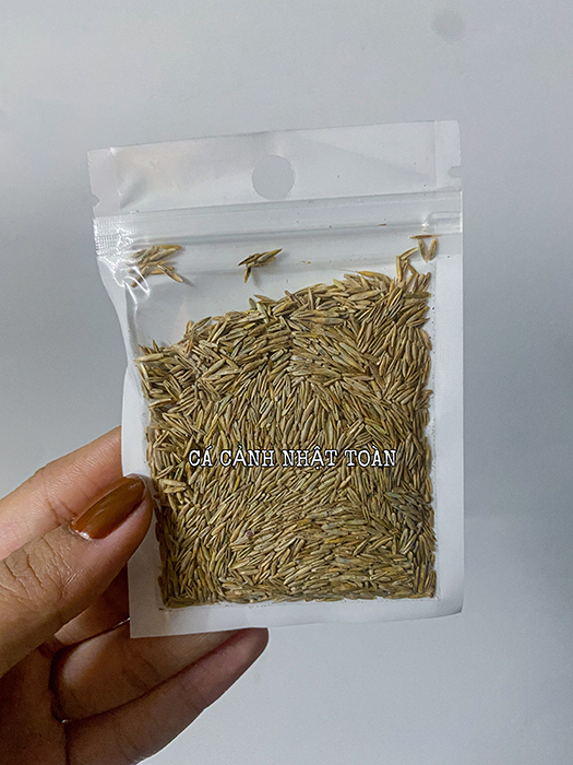 "Hoàn tiền đến 10%" HẠT GIỐNG THỦY SINH NGƯU MAO CHIÊN LỚN 10g