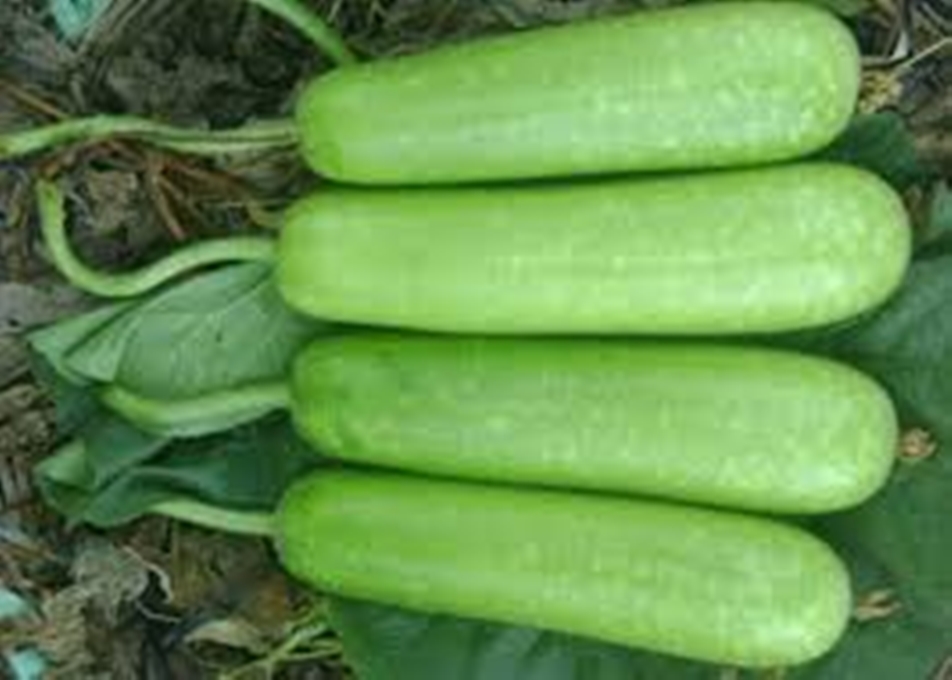 Hạt giống Bầu sao F1 qủa ngắn