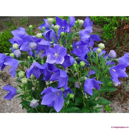 Set 2 Túi Hạt Giống Hoa Cát Cánh F1. Mỗi Túi 50 Hạt - Chất Lượng Cao - Kèm Quà Tặng