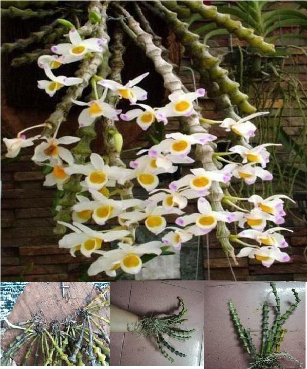 Cây hoa lan trúc phật bà đang nhú nụ hoa cực đẹp nở hoa vào tết