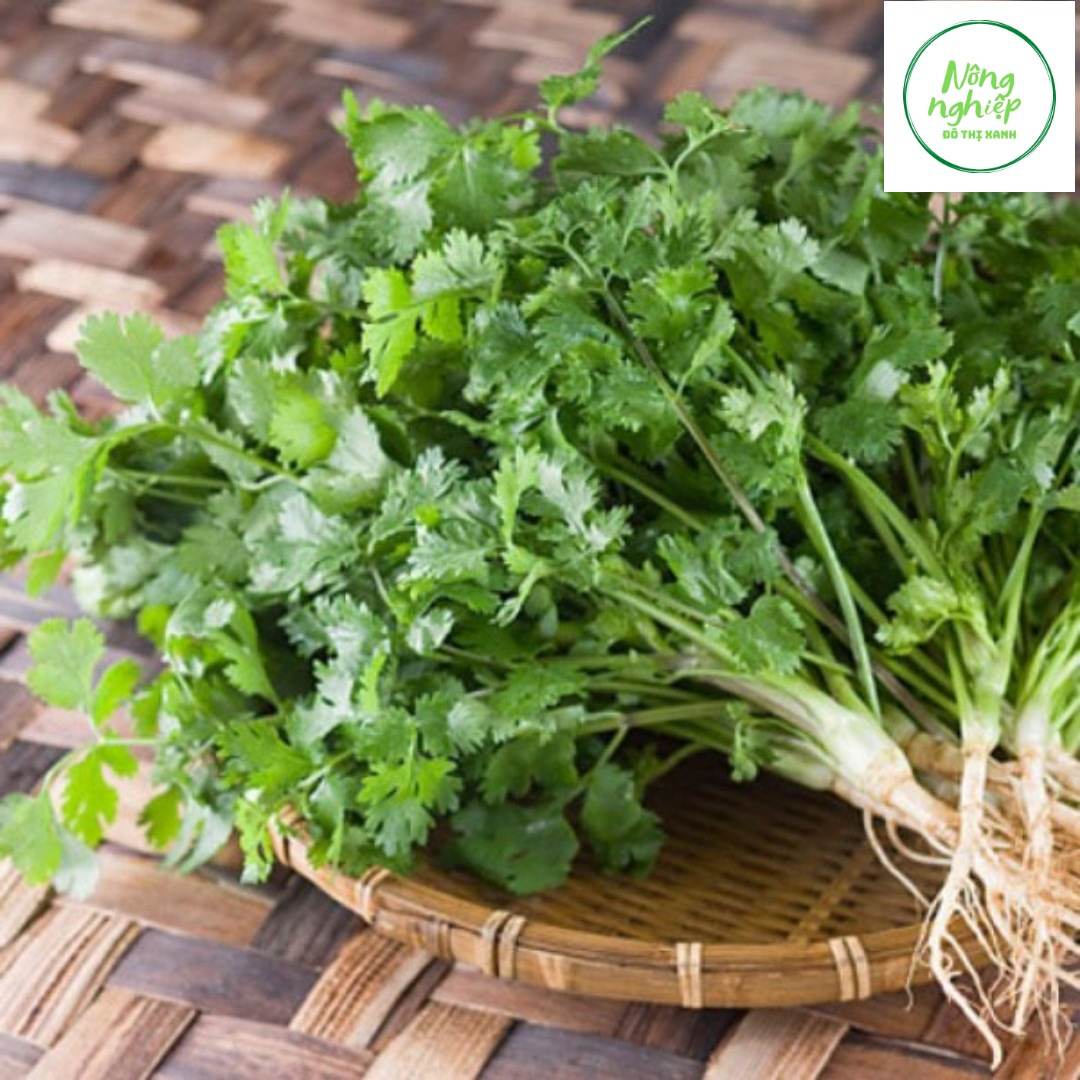 Hạt giống ngò rí rau mùi