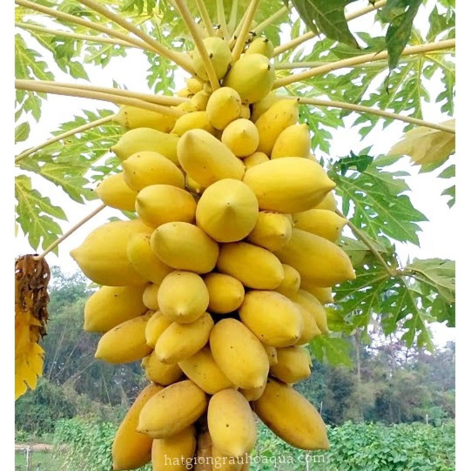 Hạt giống đu đủ da vàng 10 hạt