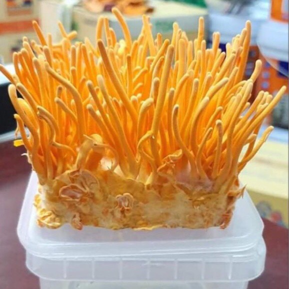 Đông trùng hạ thảo tươi 200g, nấm trùng thảo, nấm đông trùng hạ thảo tươi