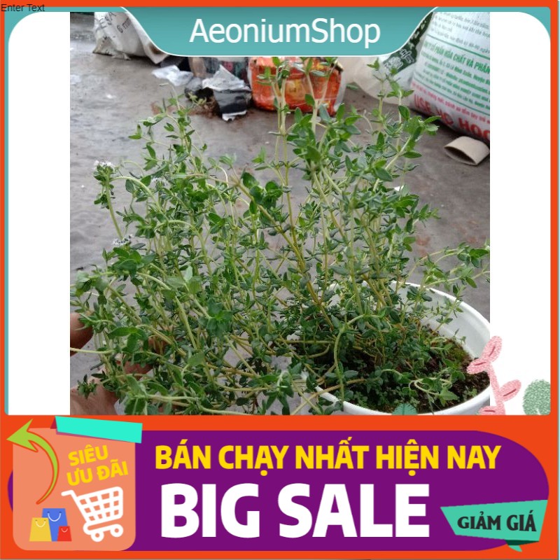 Cây Cỏ Xạ Hương - Cây Thyme - Đuỗi Muỗi, Cây Gia Vị :v