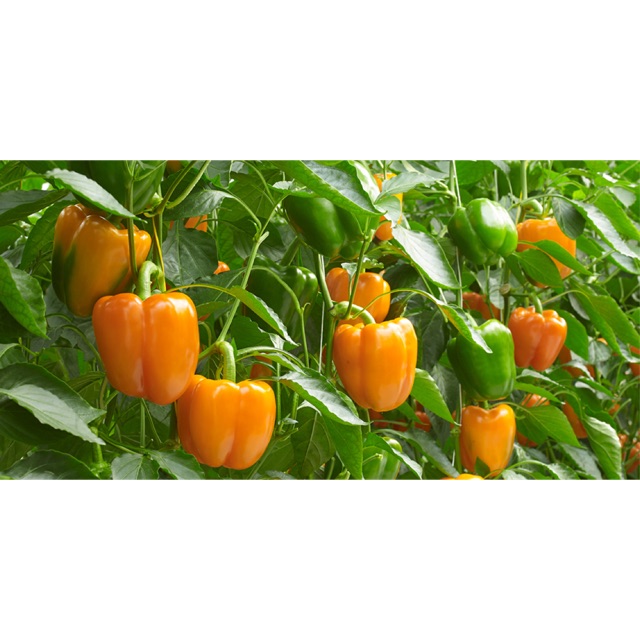 Hạt Giống Ớt Chuông Cam