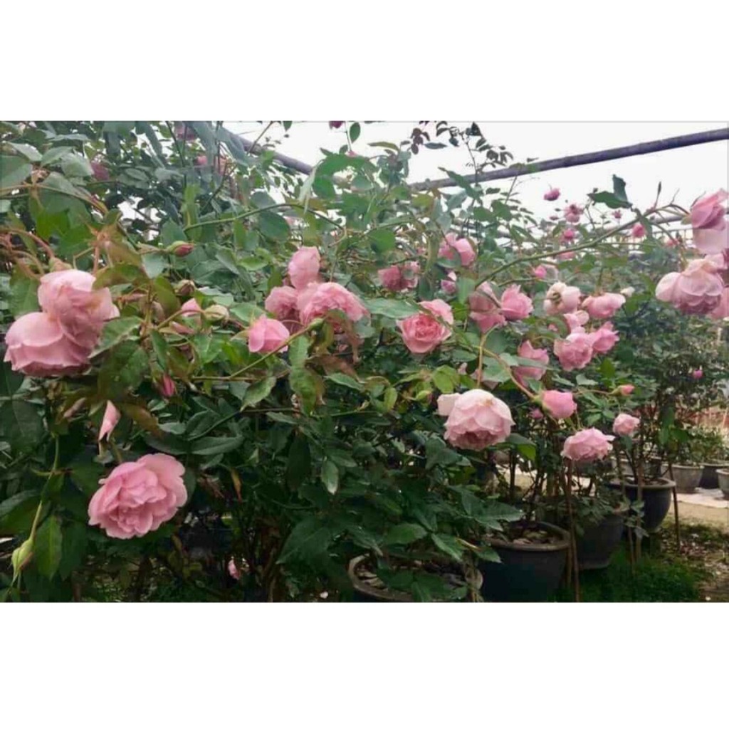 Cành Chiết Hồng Điều Cổ