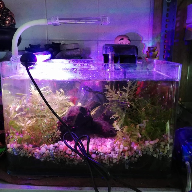 Đèn led chìm nước hồ cá