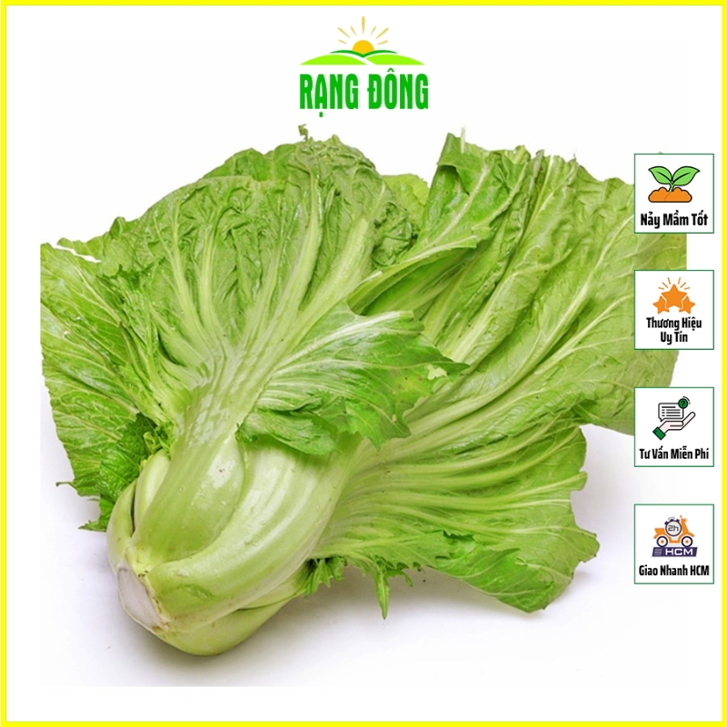 Hạt giống Cải Bẹ Dưa Cao Sản, Sinh Trưởng Mạnh, Trồng Quanh Năm (gói 10 gram) - Hạt giống Rạng Đông