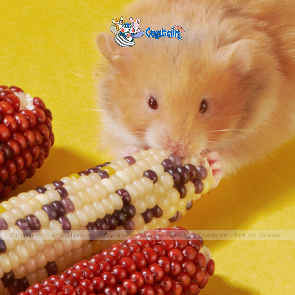 Bắp ngô mài răng Hamster Pet's 88 - Bách hóa Hamster