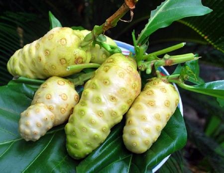 1cây giống trái nhàu trắng già rừng tươ