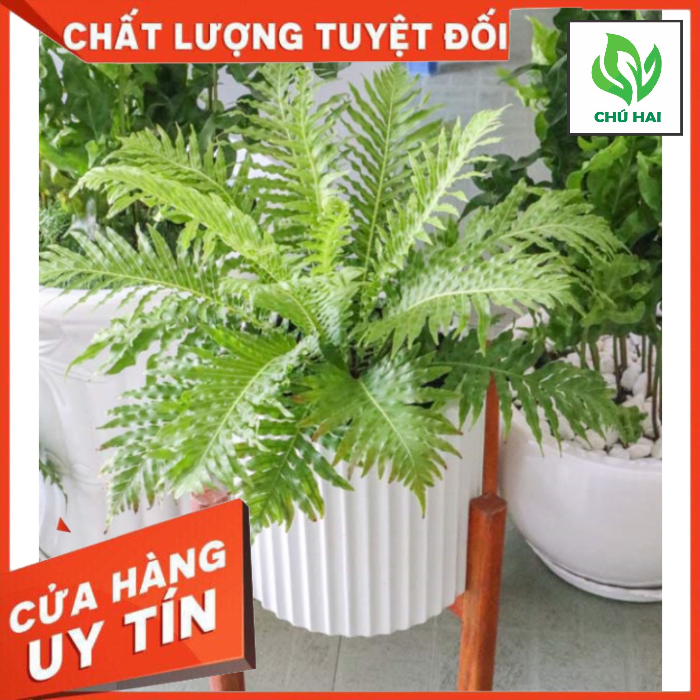 Dương xỉ khổng tước cây để bàn, cây mini, lọc không khí, cây may mắn, cây giá rẻ. tại vườn cây chú hai.