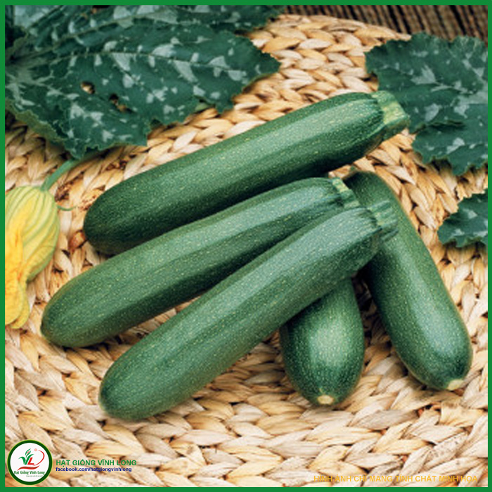 Hạt giống Bí Ngòi xanh Hàn Quốc F1 TN 220