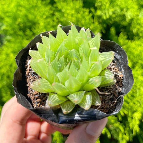 Sen đá dạ quang 3-5cm