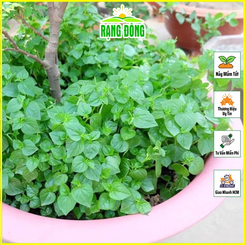 Hạt giống Rau Càng Cua Dễ Trồng, Sinh Trưởng Tốt (gói 0.5 gram) - Hạt giống Rạng Đông