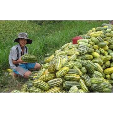 [HCM]Gói 0.5GR hạt giống Dưa Gang Cao Sản