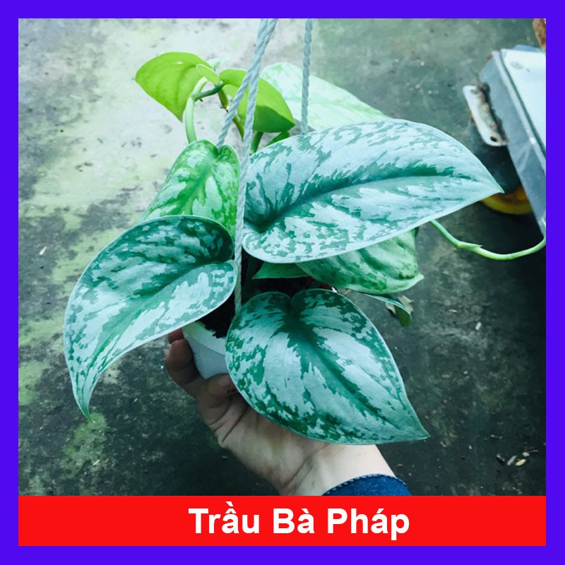 Cây trầu bà pháp - cây cảnh mini - cây cảnh để bàn - caykiengsadec
