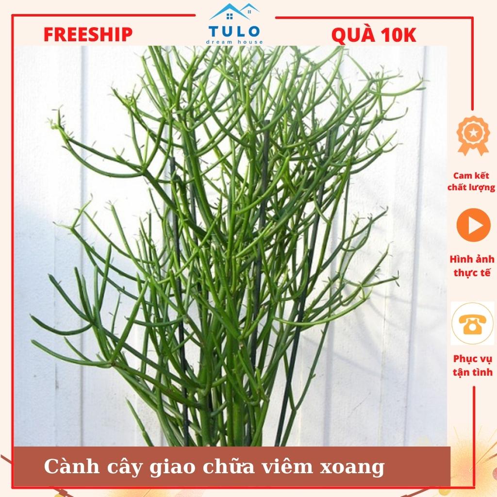 Cành cây giao cây xương cá xông mũi