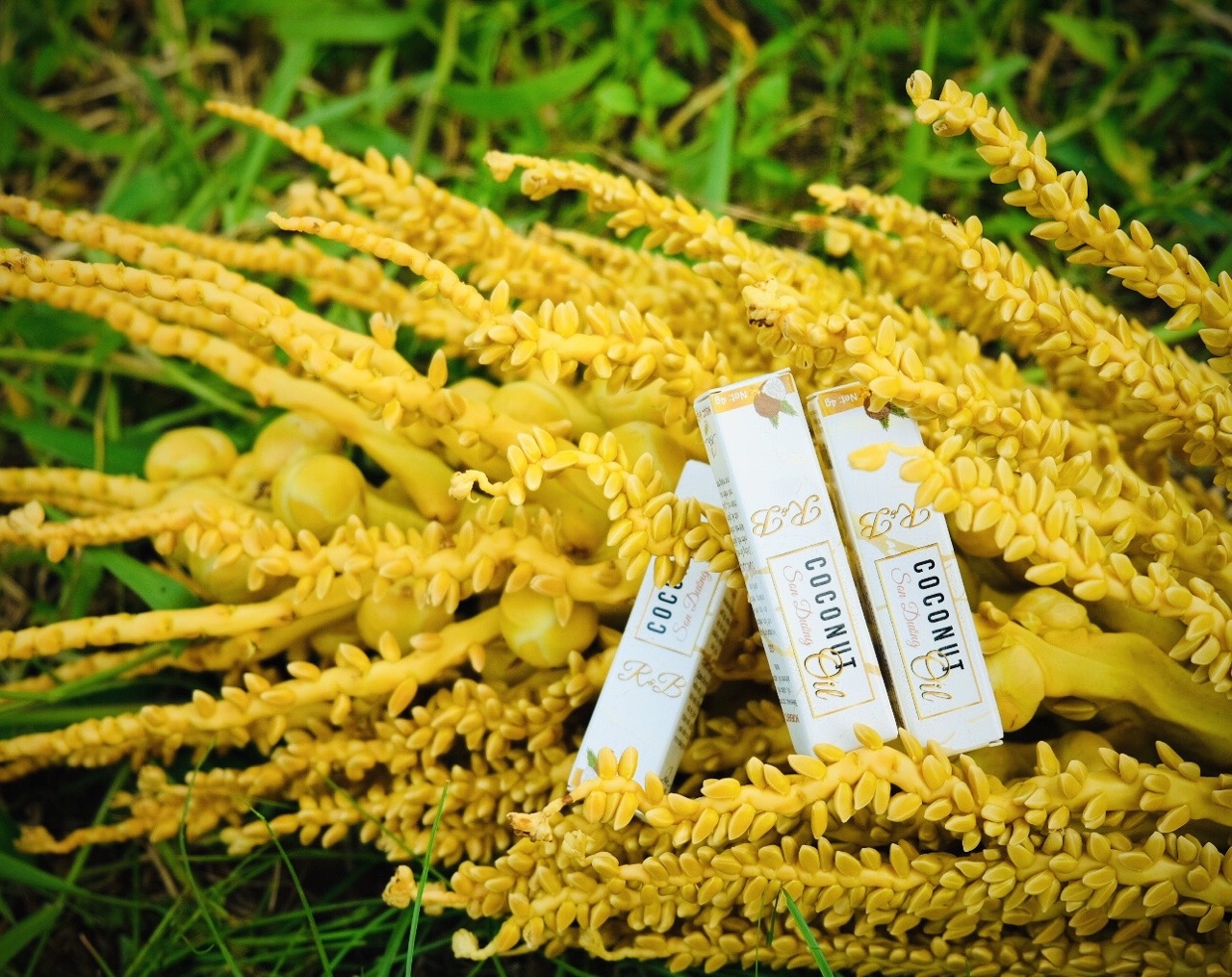 SON DƯỠNG DẦU DỪA R&B