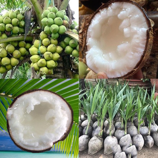 Cây giống dừa sáp trà vinh đặc ruột chuẩn f1