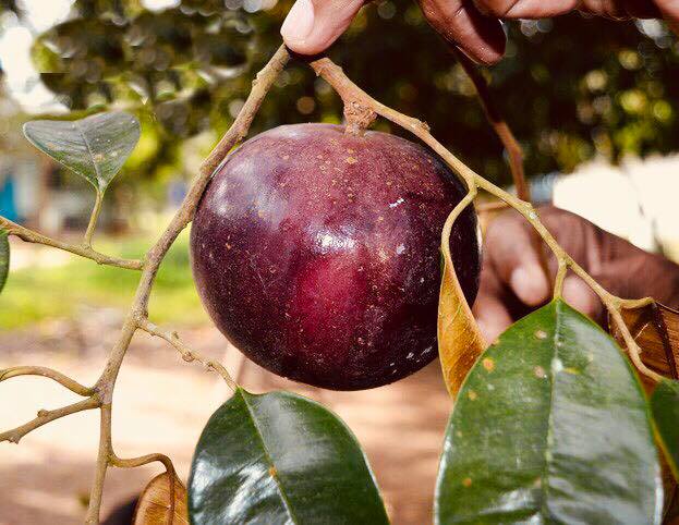 Câu VÚ SỮA TÍM ghép, cây giống chuẩn mập, to siêu quả, cho trái sau 1 năm trồng | Lazada.vn