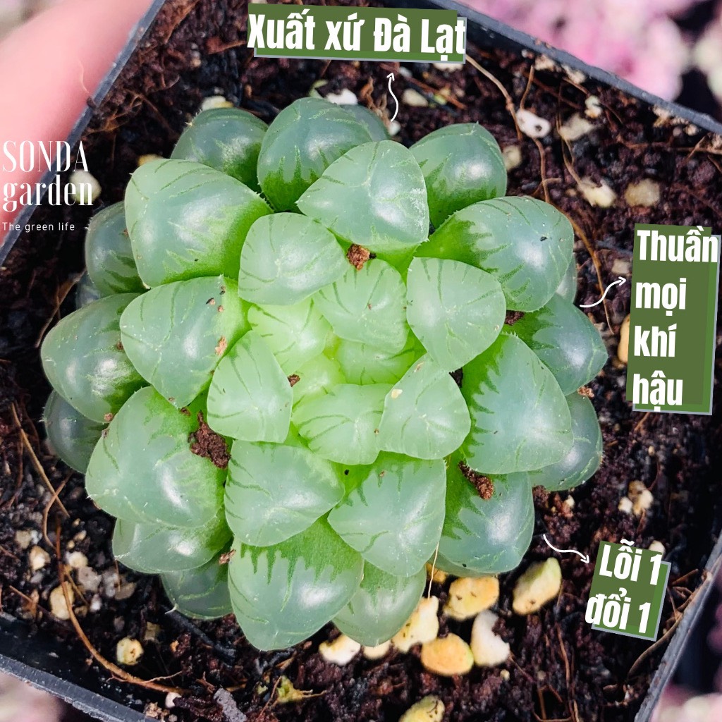 Sen đá kim cương haworthia cooperi SONDA GARDEN cây cảnh trang trí nhà cửa, lỗi 1 đổi 1