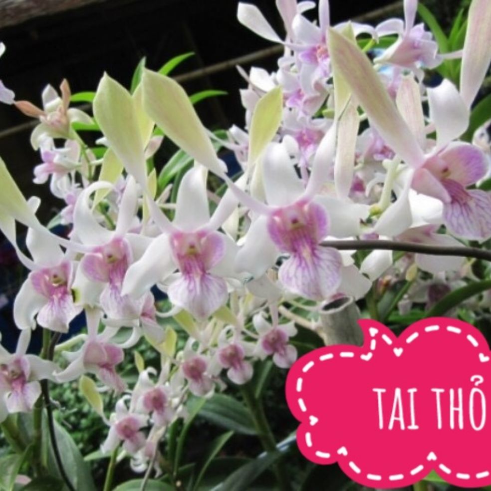 denro nắng tai thỏ giống