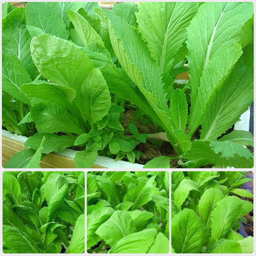 Hạt giống cải bẹ xanh năng suất cao 20gr-50gr-100g giá rẻ