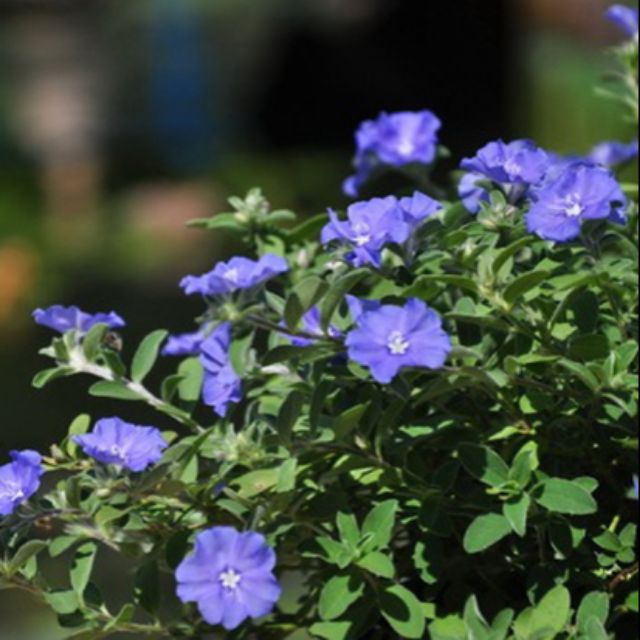 Chậu hoa thanh tú, mặt hàng đang được săn đón, chất lượng sản phẩm đảm bảo và cam kết hàng đúng mô tả