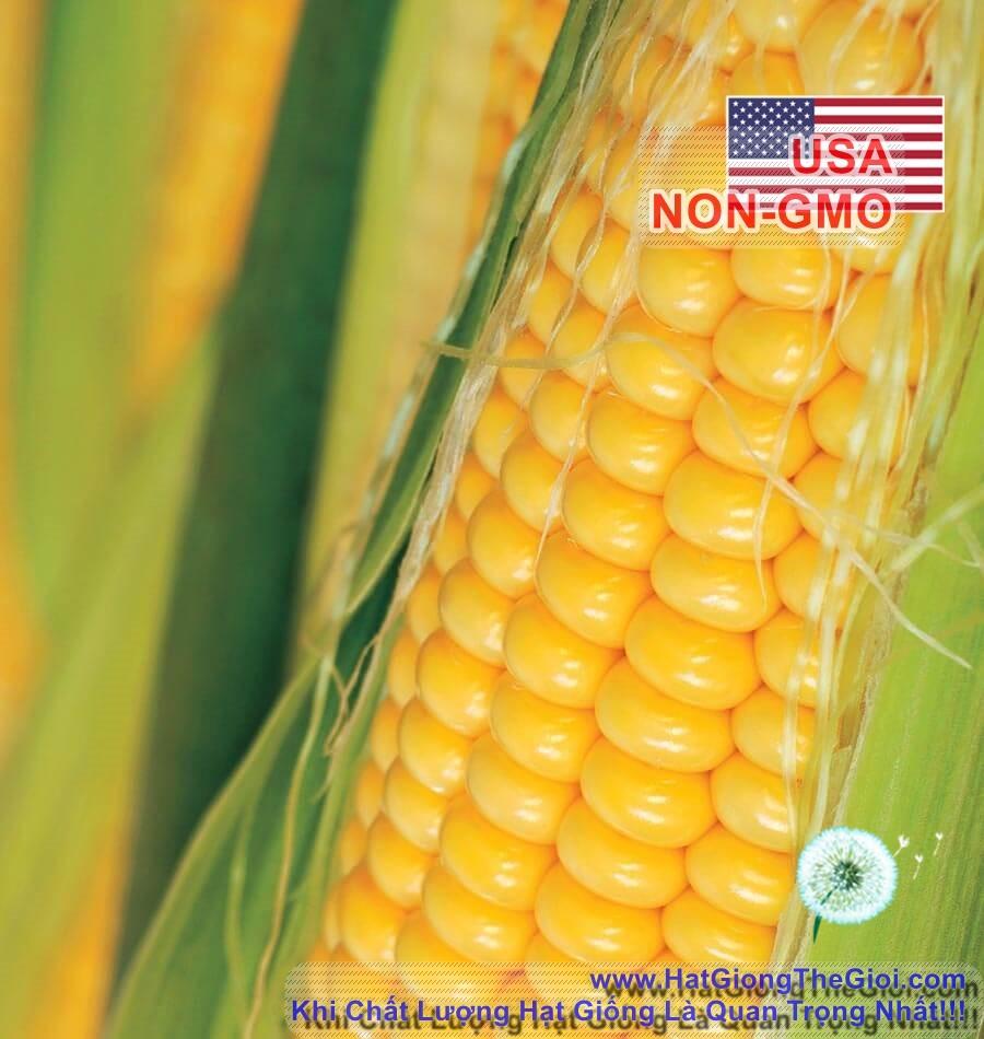 5Gr Hạt Giống Bắp Mỹ Bantam (A1.404| A7*W54*M026)