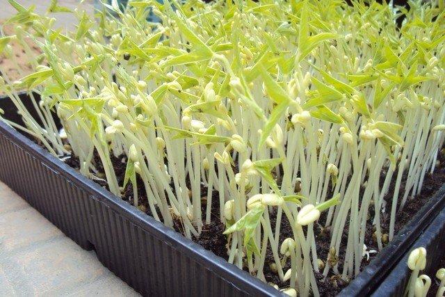 Hạt giống mầm giá đậu xanh, mầm giá đỗ 100gr