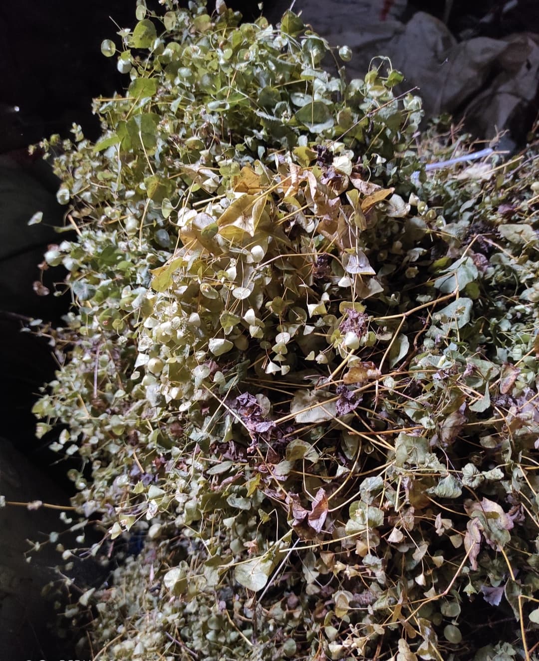 200 gram Cây xuyên tâm khô