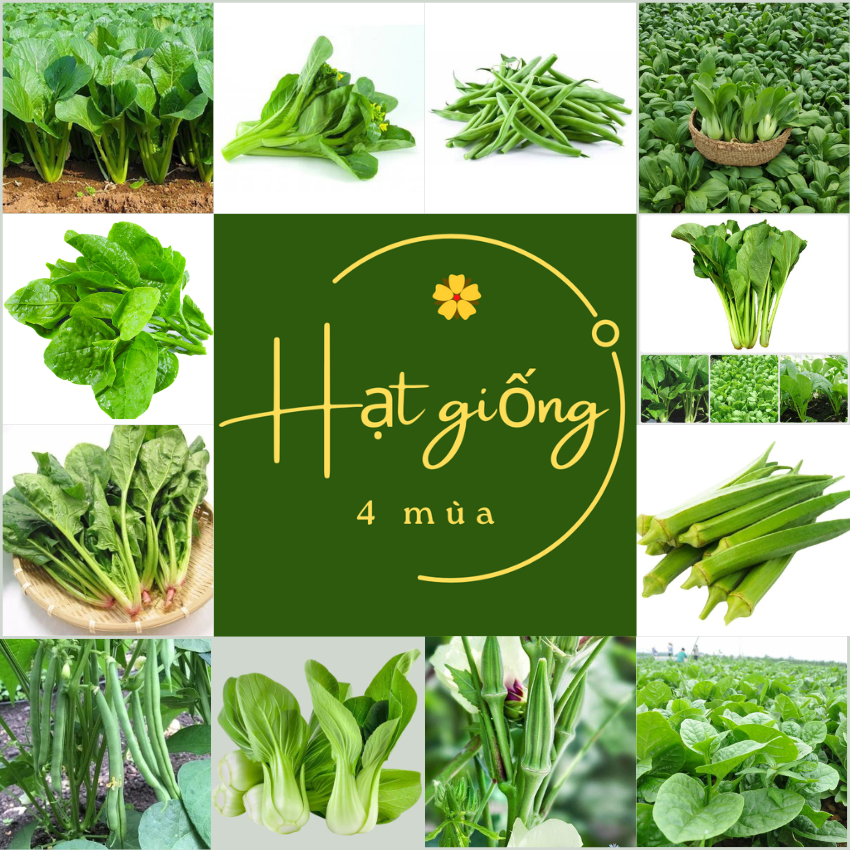 01 gói hạt giống theo mùa chịu nhiệt tốt, trồng quanh năm