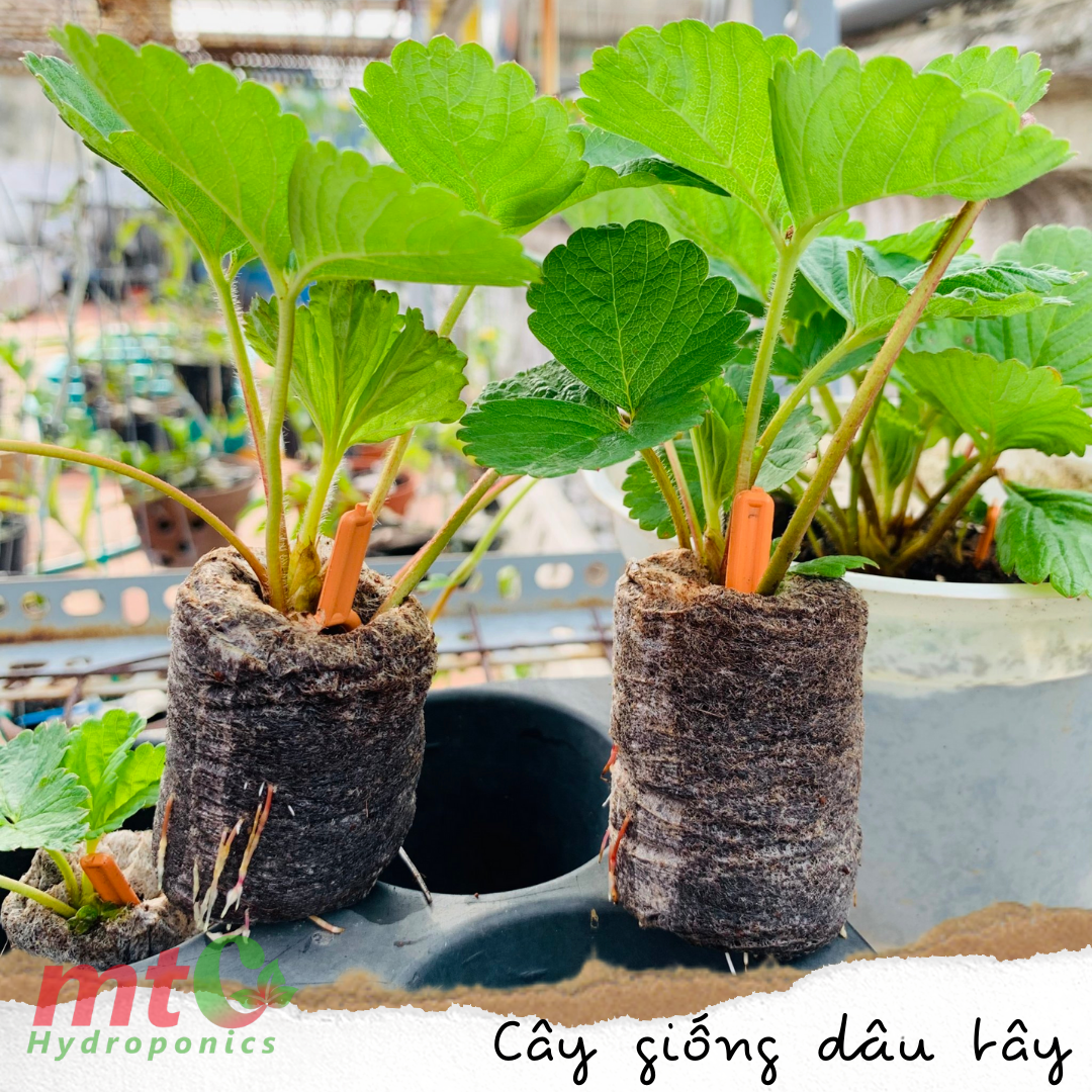 Combo 10 Ngó Dâu Tây Chịu Nhiệt, giống ngọt, ra quả quanh năm