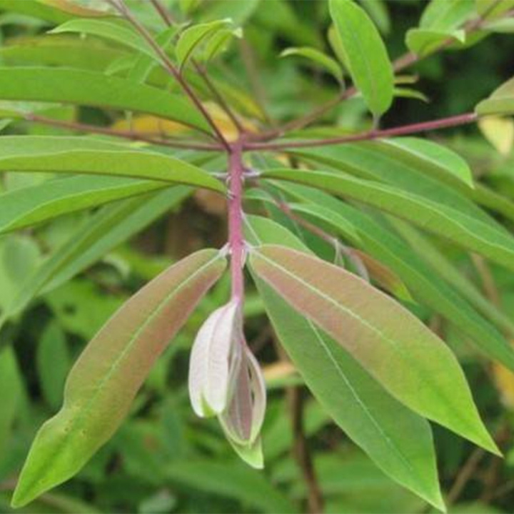 cây đỏ ngọn khô 1kg