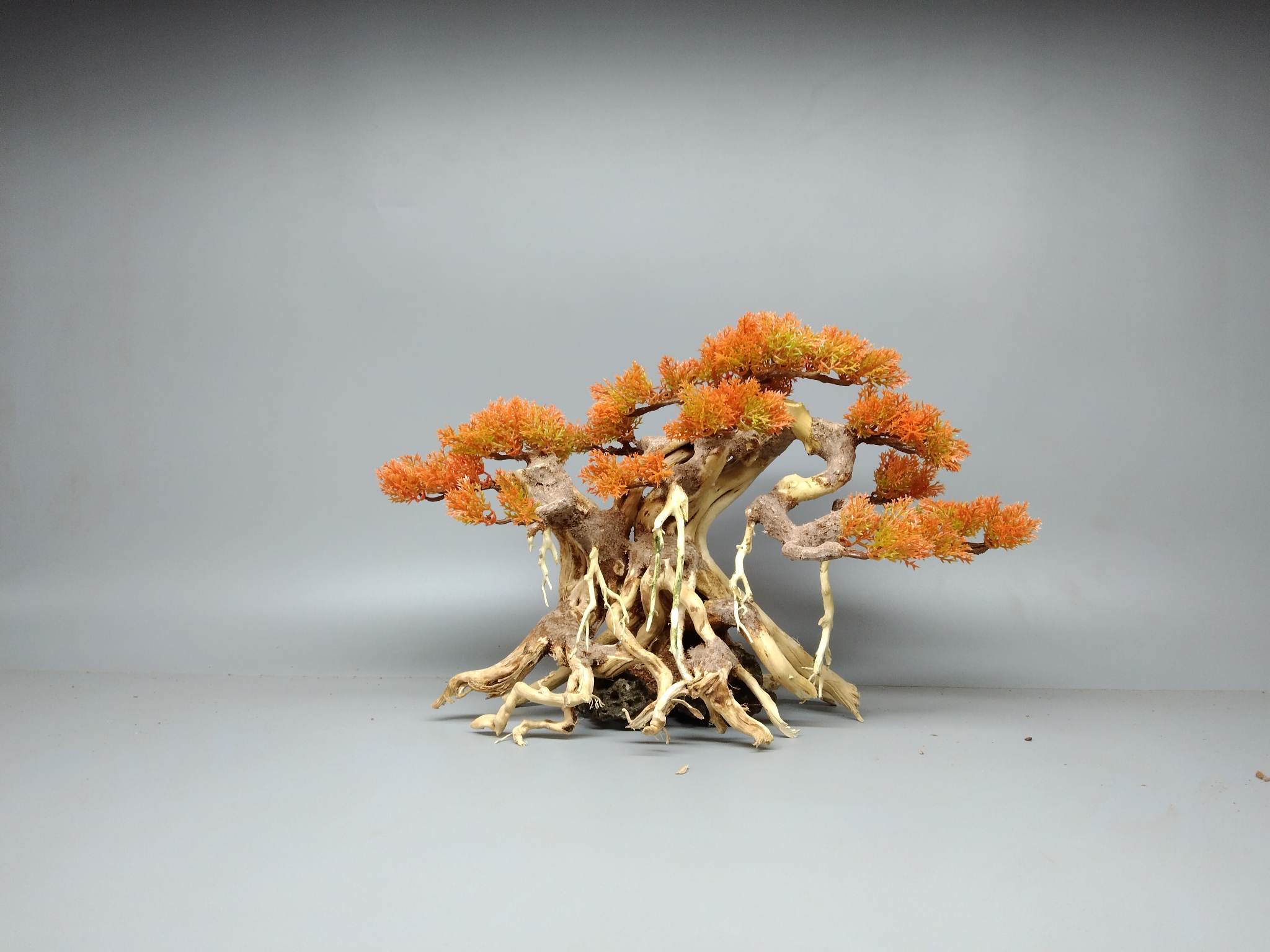 Cây gổ lũa Bonsai làm bằng lũa Hải Sa Quỳ