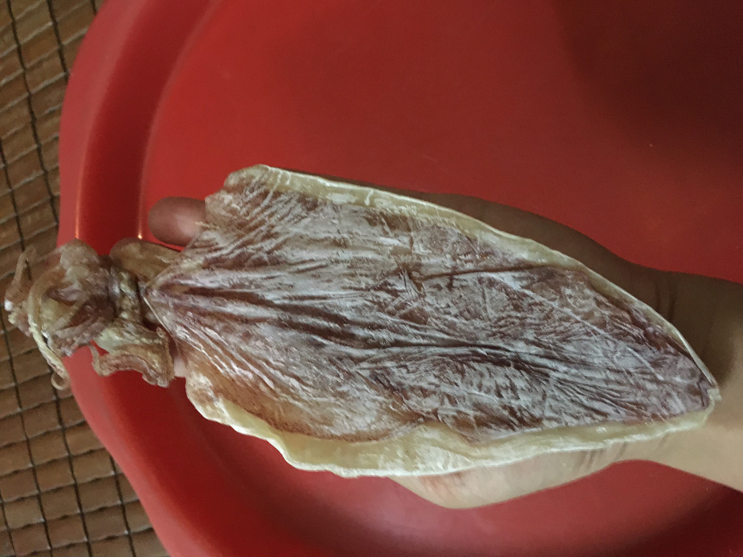 0.5kg mực câu khô vân đồn size 40 con/1kg, y hình