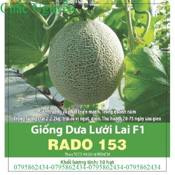 Hạt giống dưa lưới lai f1 rd153 chacnguyenshop