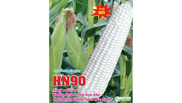 Hạt giống ngô nếp f1 hn90