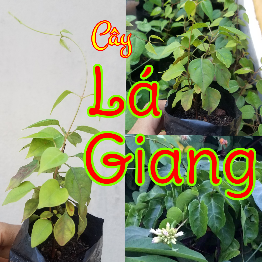 Cây lá Giang Ramulus at Folium Aganonerionis, Giang chua, dây cao su hồng, dây giang, lá lồm, lá vón vén, lá sủm lum.