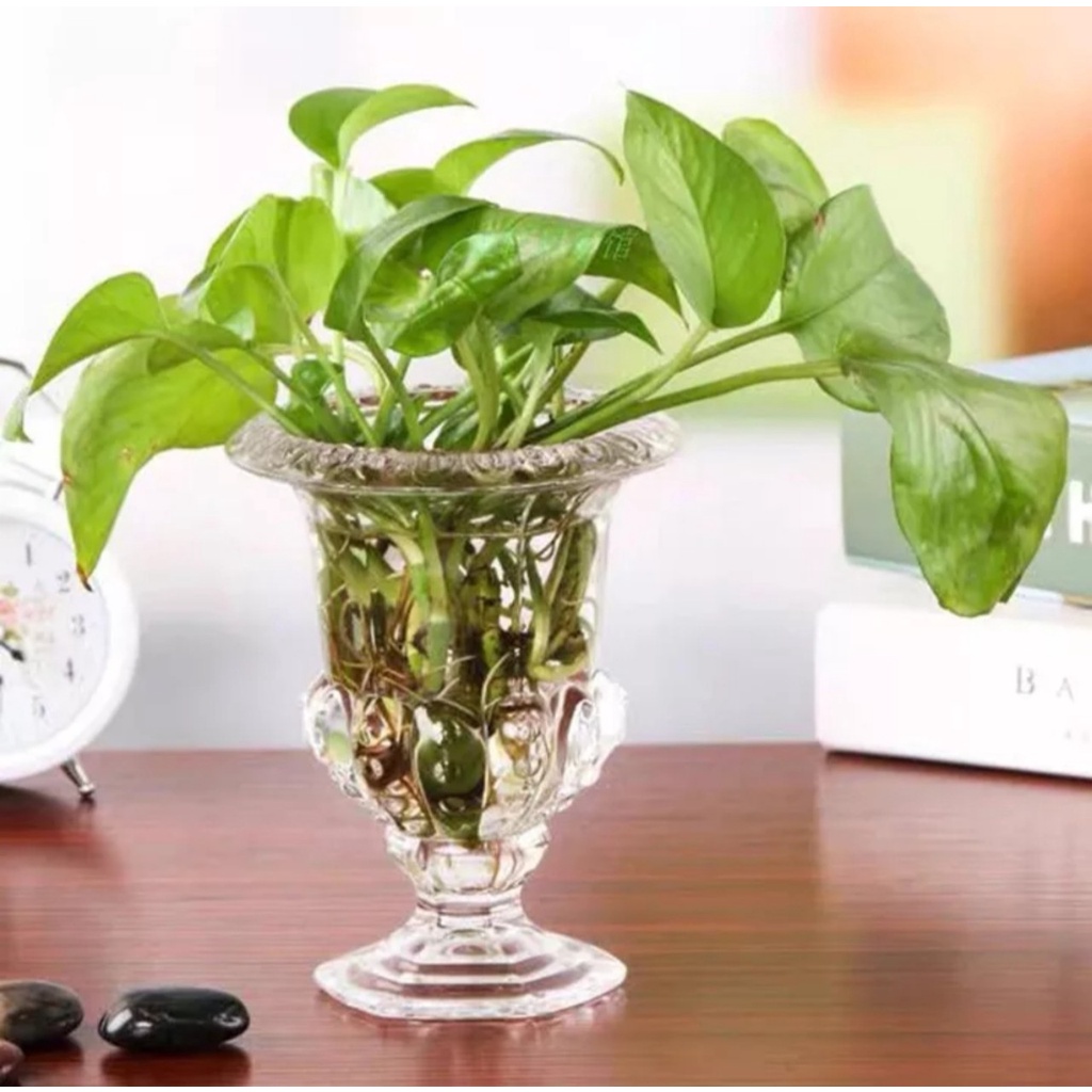 Bình thuỷ tinh - Lọ thuỷ tinh để quả phật thủ, cắm hoa, trồng hoa, trồng cây thuỷ sinh. Size 15 và 20cm