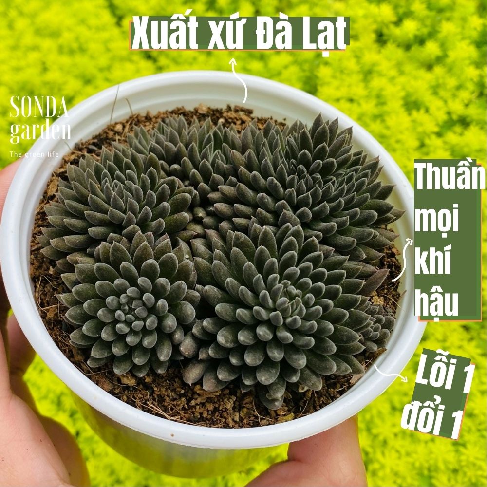 Sen đá nhím đen size trung bình siêu khỏe lỗi 1 đổi 1