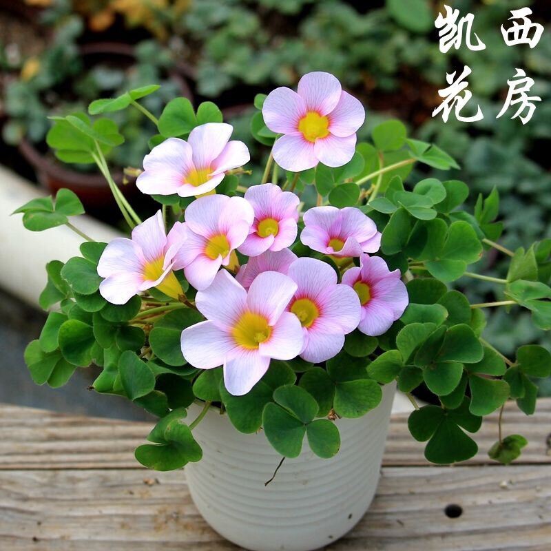 Củ hoa oxalis