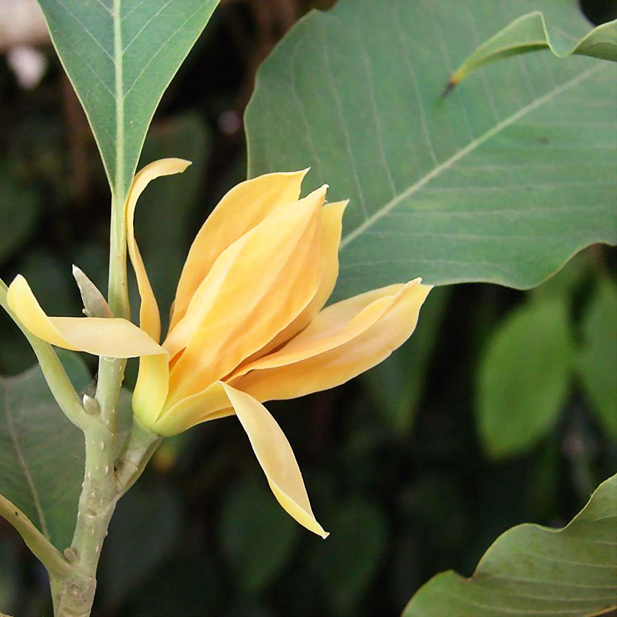 Cây hoa ngọc lan vàng-Nhà vườn Hula Trees