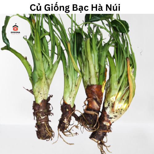 1 củ giống bạc hà núi - vùng núi rừng tây nguyên - trồng đất đỏ bazan.