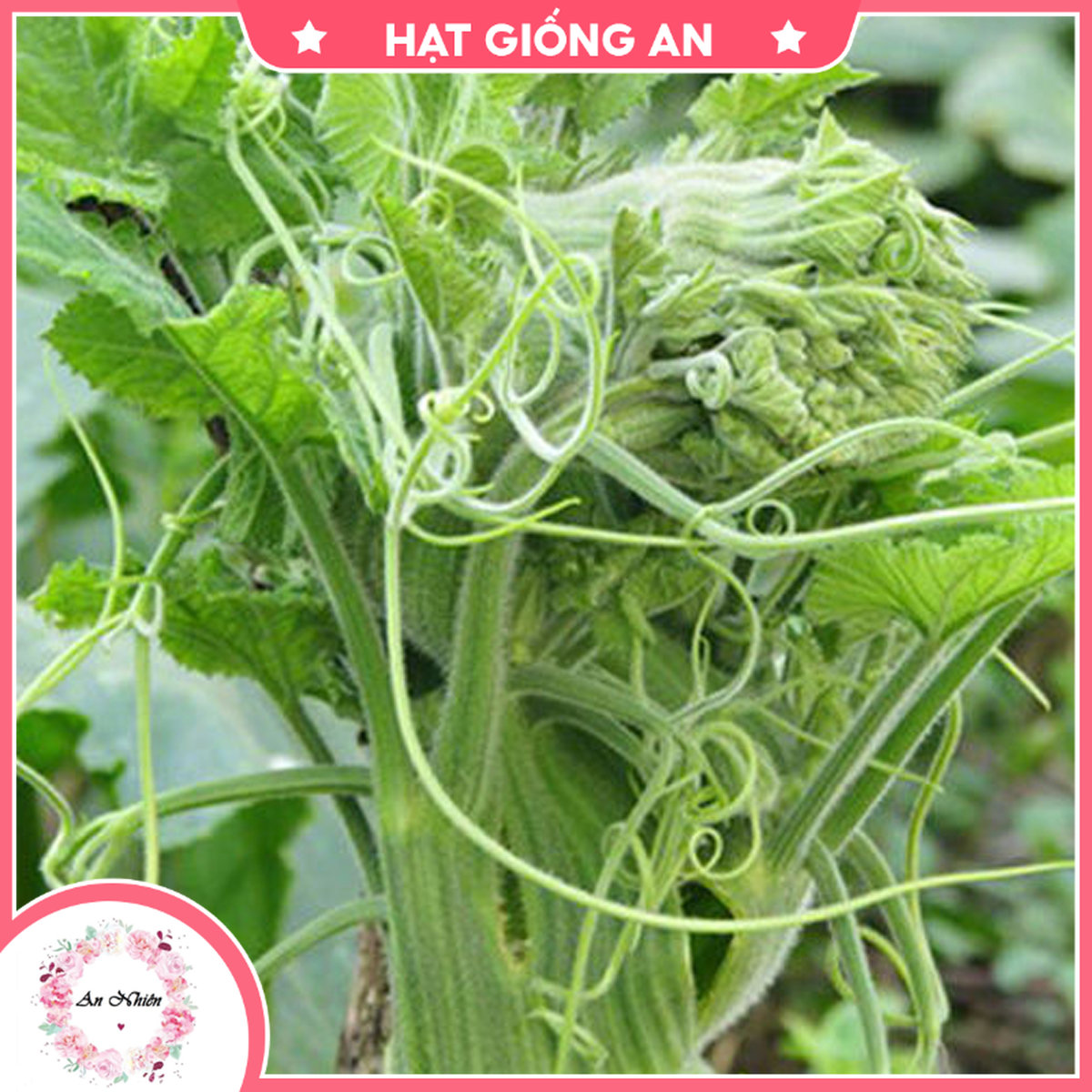 Hạt giống mướp ăn đọt tn - hạt giống an1
