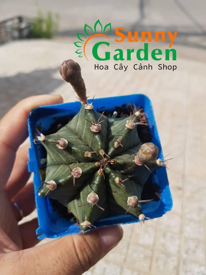Xương rồng gymno 7-8cm - đang nụ